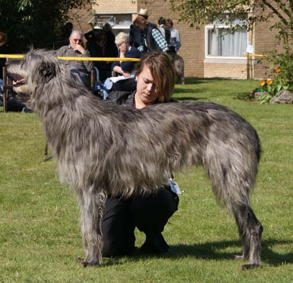 terichline windrush ay regalflight